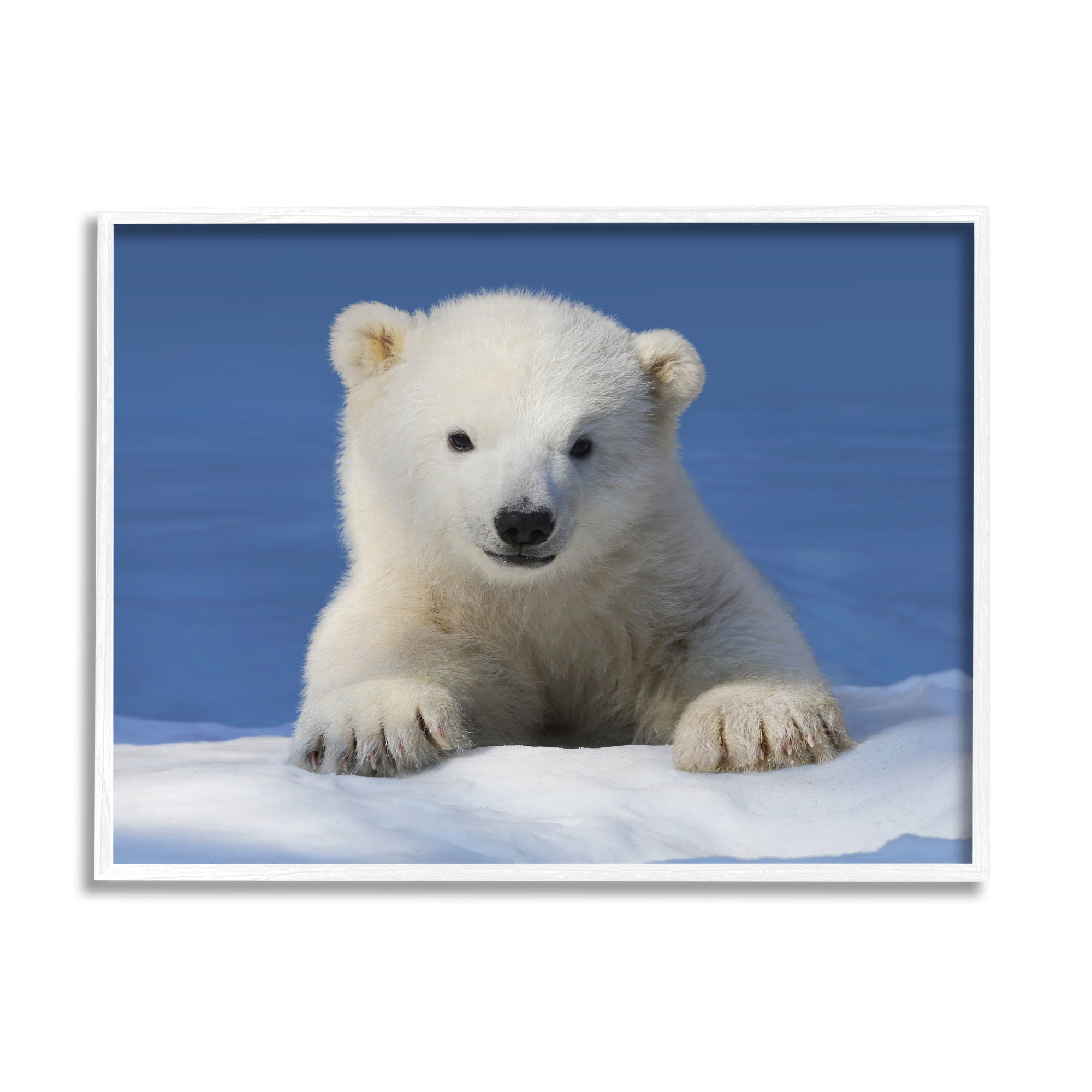 Stupell Industries Baby Polar Bear Peeking Animals & Insects Photography White Framed Art Print Wall Art, 20 x 16