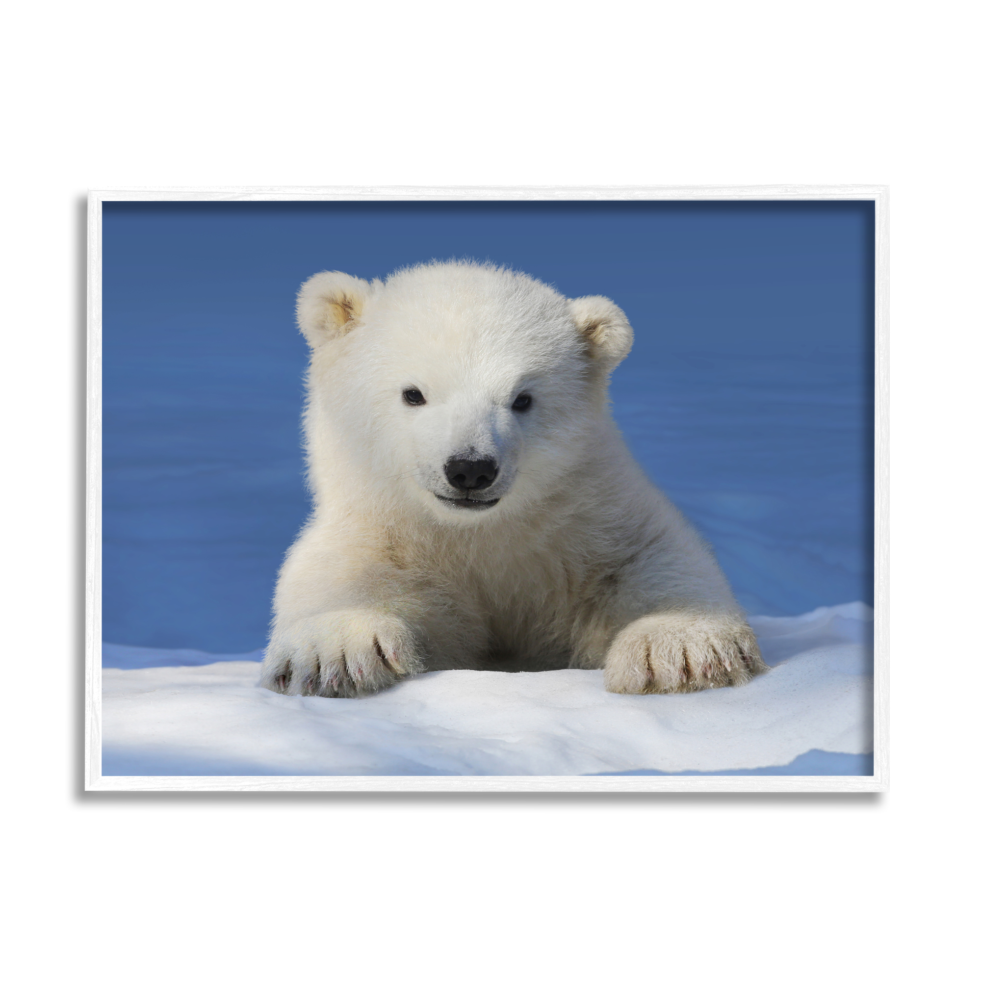 Stupell Industries Baby Polar Bear Peeking Animals & Insects Photography White Framed Art Print Wall Art, 30 x 24