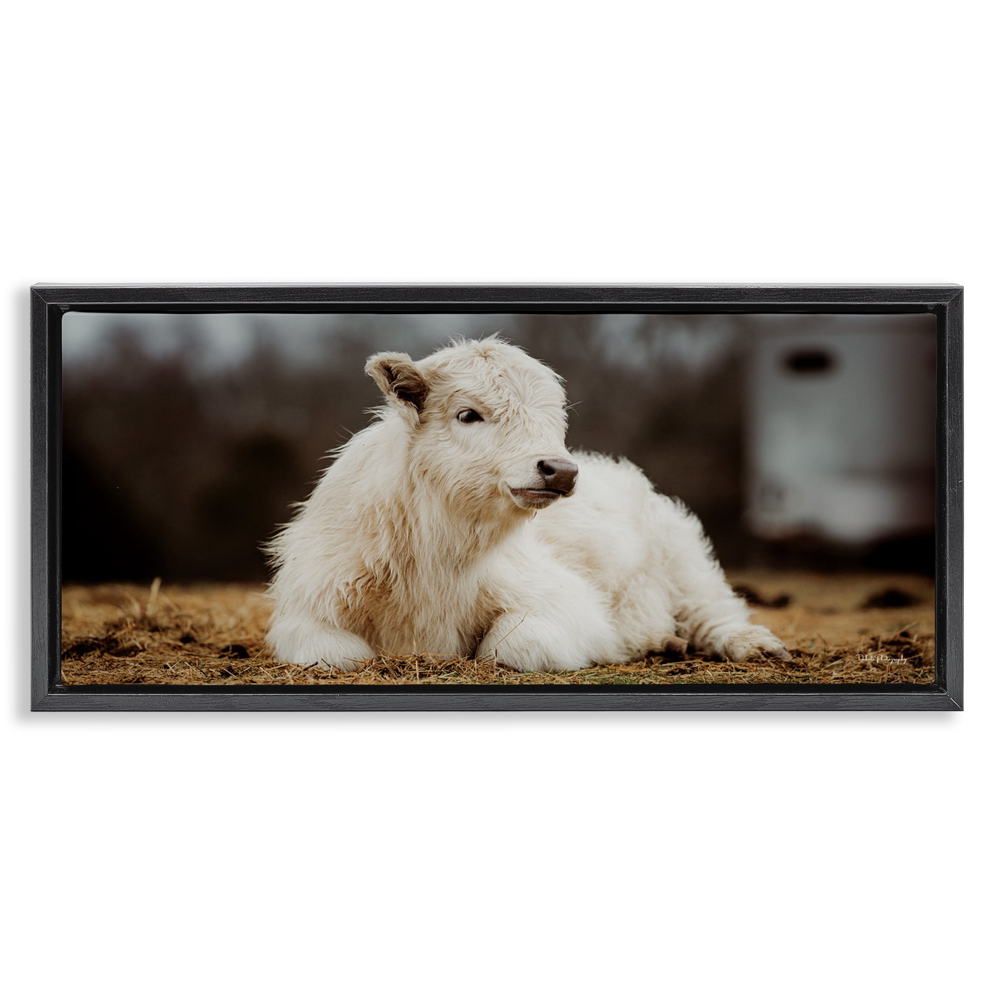 Stupell Industries Baby White Cattle Animals & Insects Photography Black Floater Framed Canvas Art Print Wall Art, 25 x 11