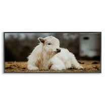 Stupell Industries Baby White Cattle Animals & Insects Photography Black Framed Art Print Wall Art, 24 x 10