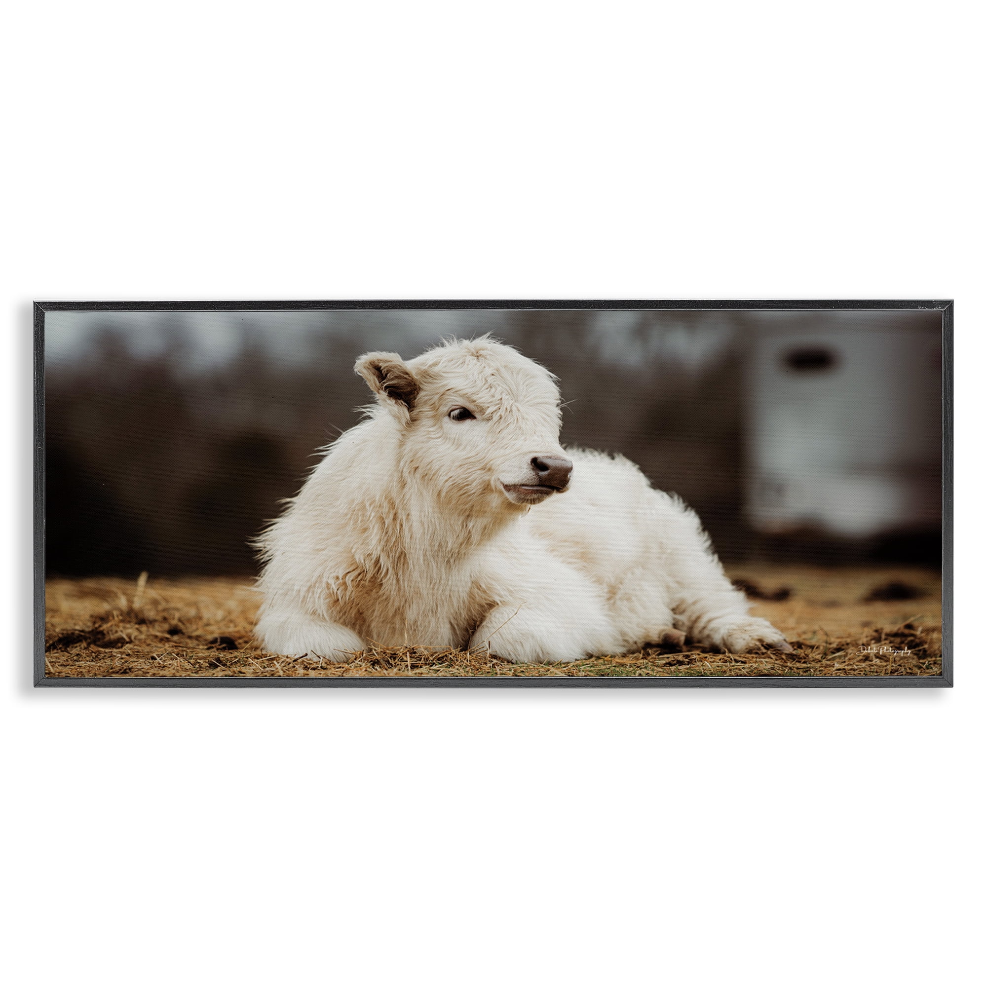 Stupell Industries Baby White Cattle Animals & Insects Photography Black Framed Art Print Wall Art, 30 x 13