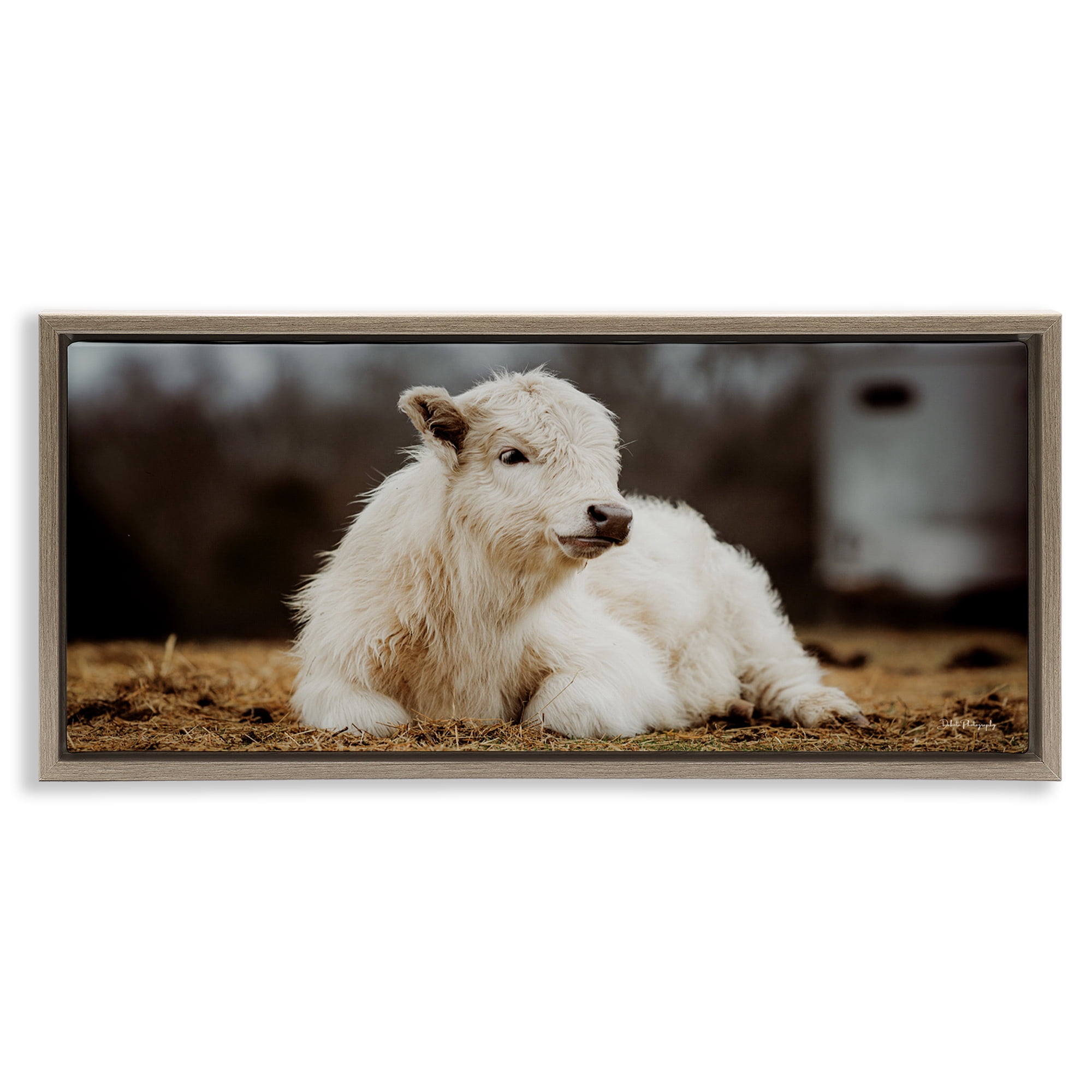Stupell Industries Baby White Cattle Animals & Insects Photography Brown Floater Framed Canvas Art Print Wall Art, 25 x 11