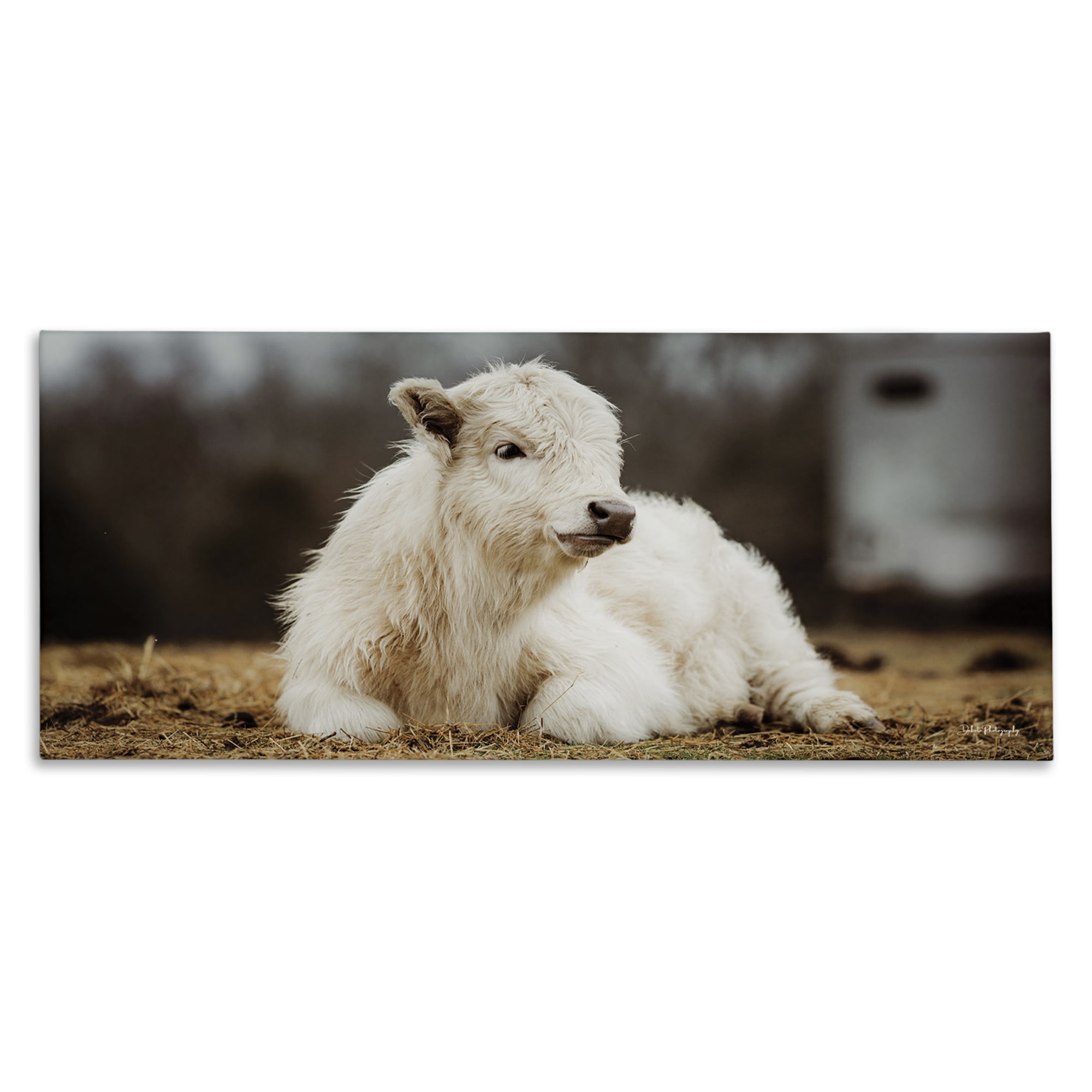 Stupell Industries Baby White Cattle Animals & Insects Photography Gallery Wrapped Canvas Art Print Wall Art, 48 x 20