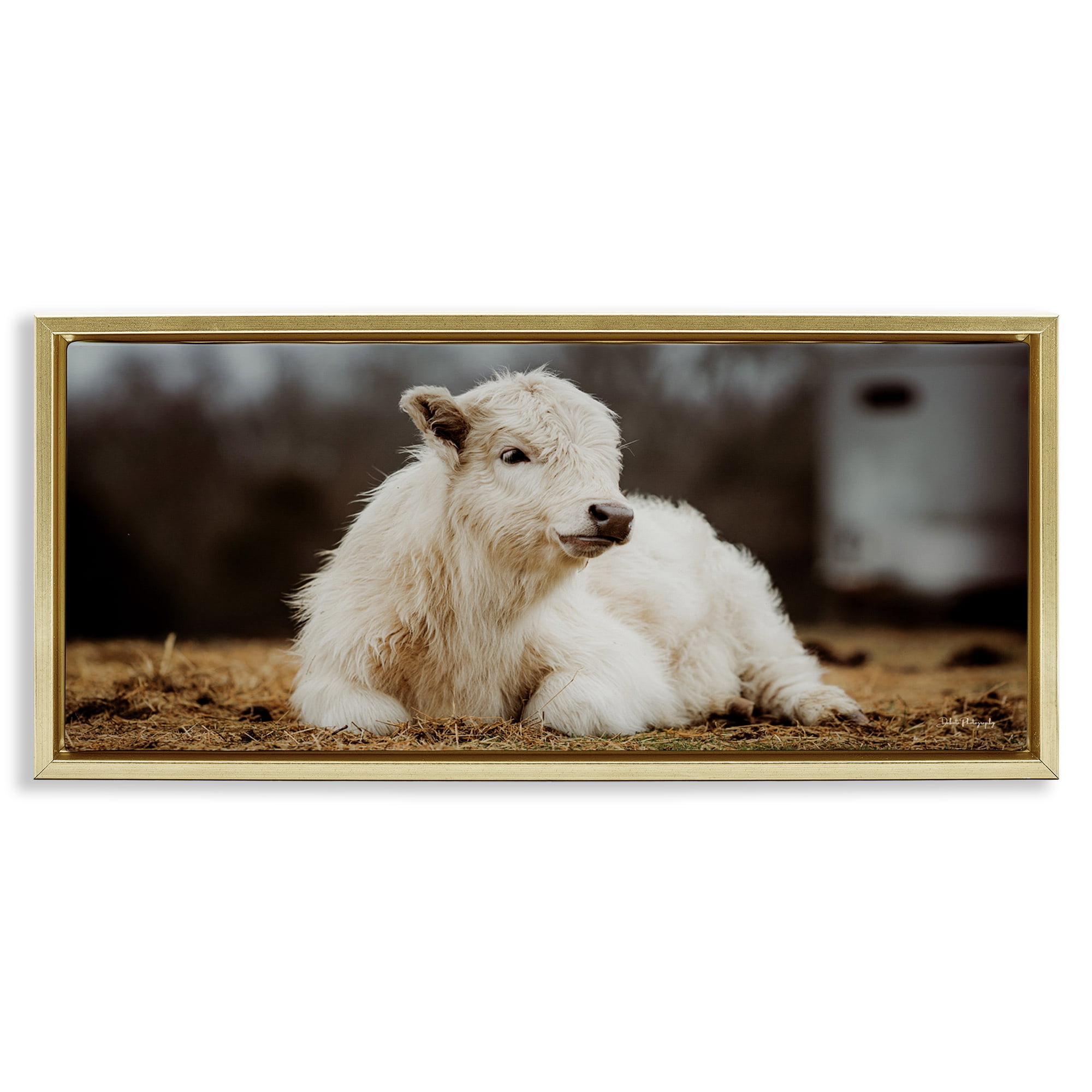 Stupell Industries Baby White Cattle Animals & Insects Photography Gold Floater Framed Canvas Art Print Wall Art, 25 x 11