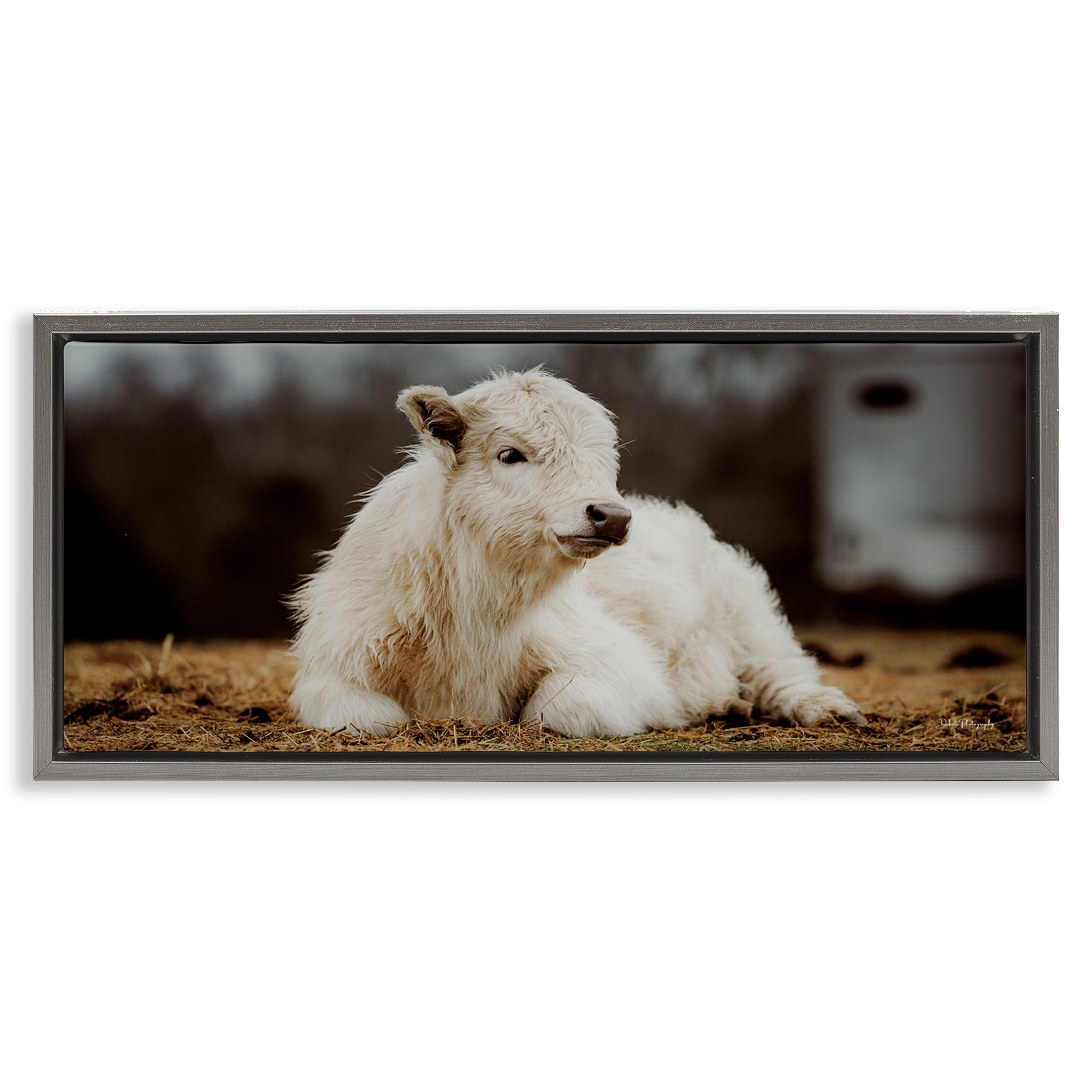 Stupell Industries Baby White Cattle Animals & Insects Photography Gray Floater Framed Canvas Art Print Wall Art, 25 x 11