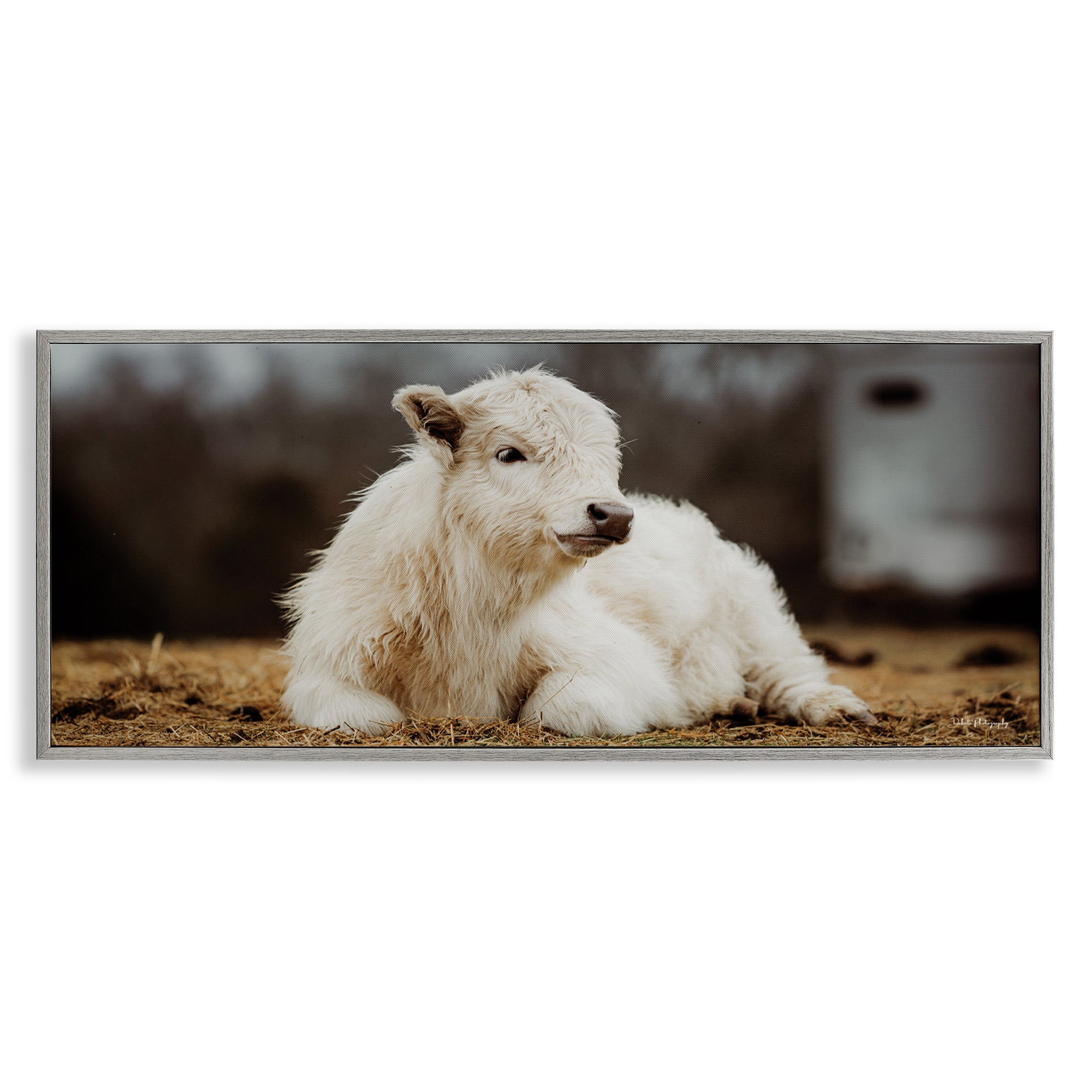 Stupell Industries Baby White Cattle Animals & Insects Photography Gray Framed Art Print Wall Art, 24 x 10