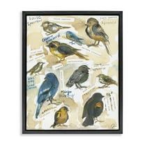 Stupell Industries Backyard Birds Identities Animals Painting Black Floater Framed Canvas Art Print Wall Art, 17 x 21