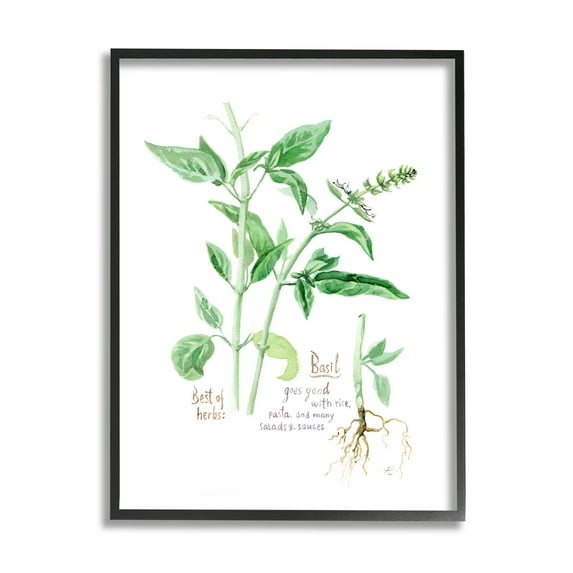 Stupell Industries Basil Plant Best Of Herbs Watercolor Garden Greens Food & Beverage Painting Black Framed Art Print Wall Art, 24 x 30