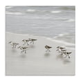 thumbnail image 1 of Stupell Industries Rustic Lodge Beach Birds Scurrying Canvas Art, 17 x 17, by Natalie Carpentieri, 1 of 7