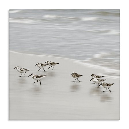 Stupell Industries Beach Birds Scurrying Canvas Wall Art design by Natalie Carpentieri, 17 x 17