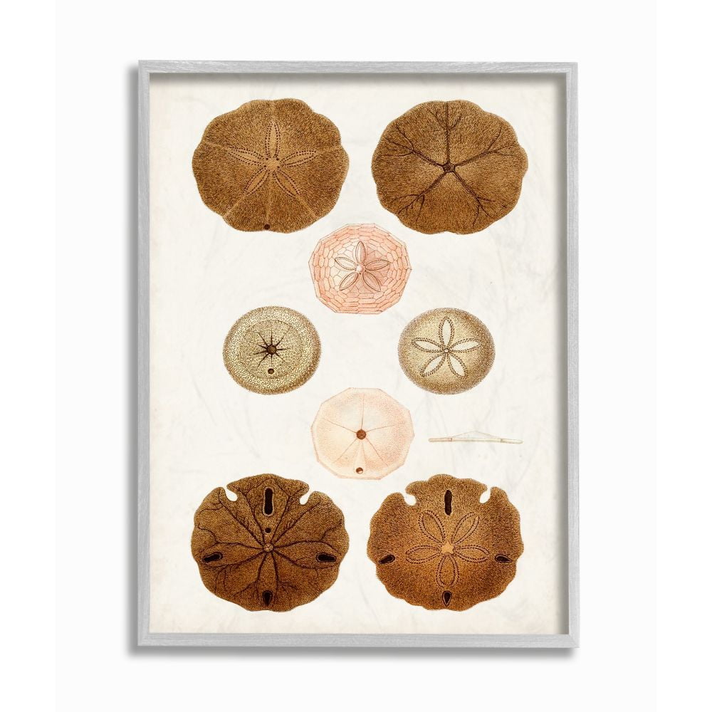Stupell Industries Beach Sand Dollar Illustration Vintage Marine Study Designed by Unknown Artist