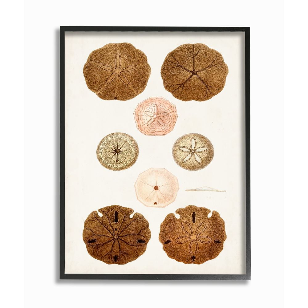 Stupell Industries Beach Sand Dollar Illustration Vintage Marine Study Designed by Unknown Artist