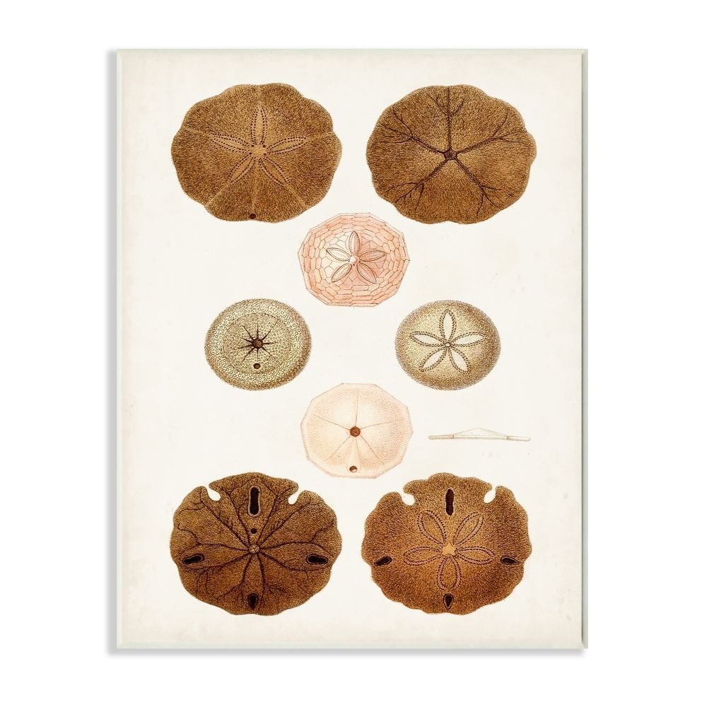 Stupell Industries Beach Sand Dollar Illustration Vintage Marine Study Graphic Art Unframed Art Print Wall Art, 13x19, by Unknown Artist