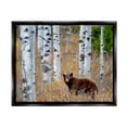thumbnail image 1 of Stupell Industries Bear Cub Birch Tree Thicket Animals & Insects Photography Black Floater Framed Art Print Wall Art, 1 of 6
