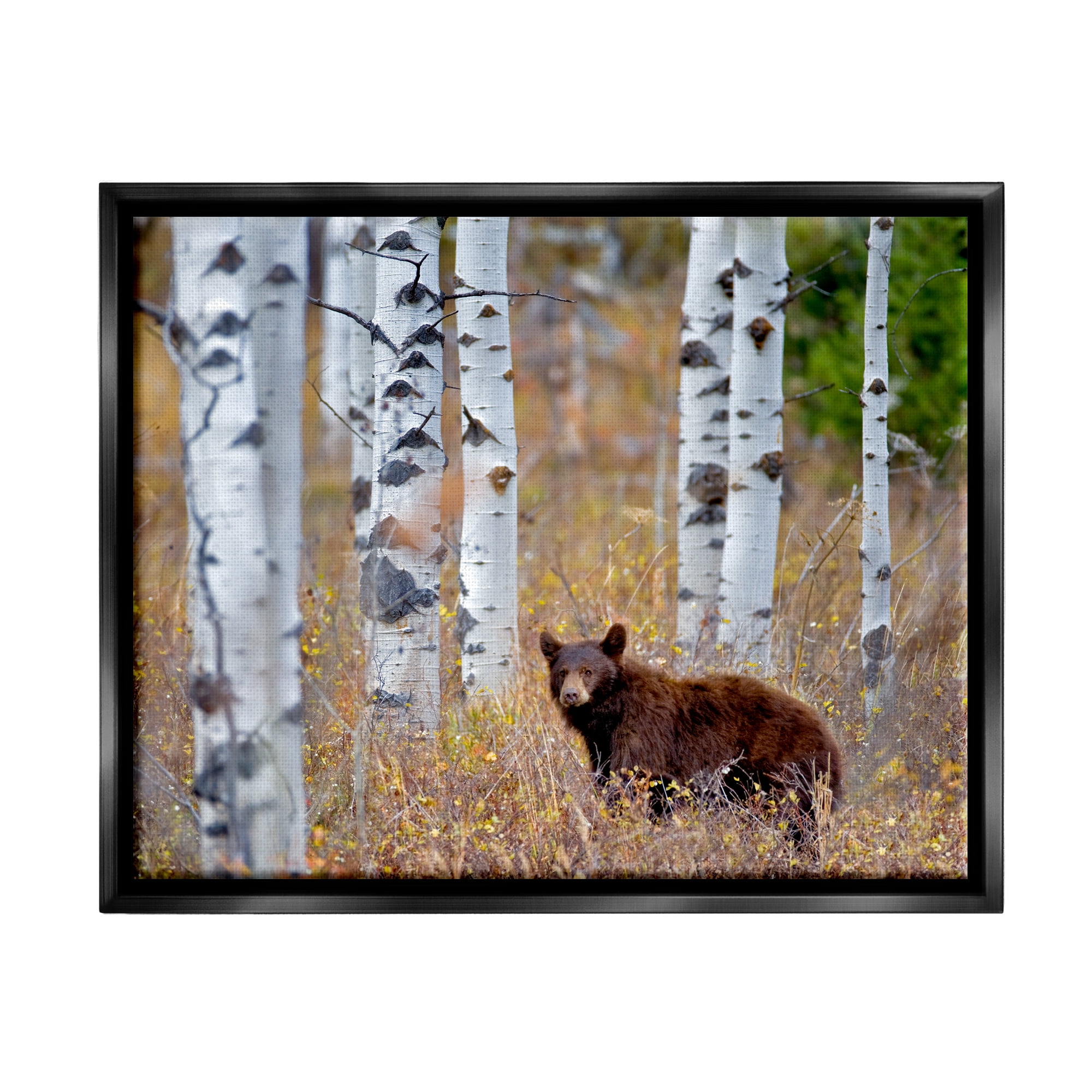 Stupell Industries Bear Cub Birch Tree Thicket Animals & Insects Photography Black Floater Framed Art Print Wall Art