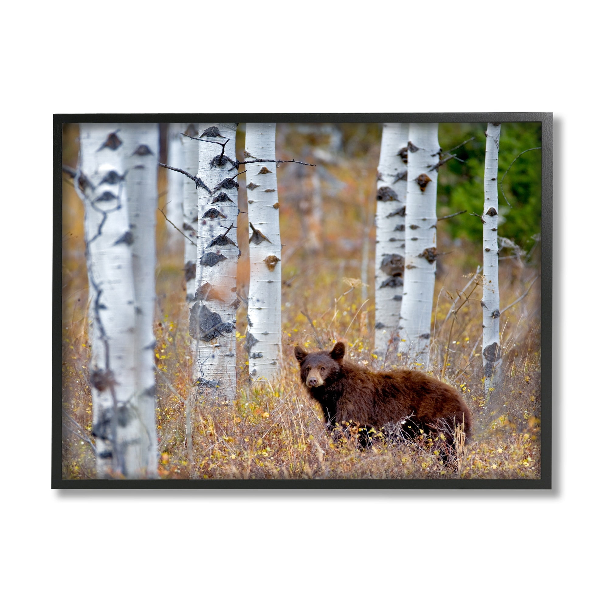Stupell Industries Bear Cub Birch Tree Thicket Animals & Insects Photography Black Framed Art Print Wall Art