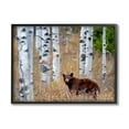 thumbnail image 1 of Stupell Industries Bear Cub Birch Tree Thicket Animals & Insects Photography Black Framed Art Print Wall Art, 1 of 5
