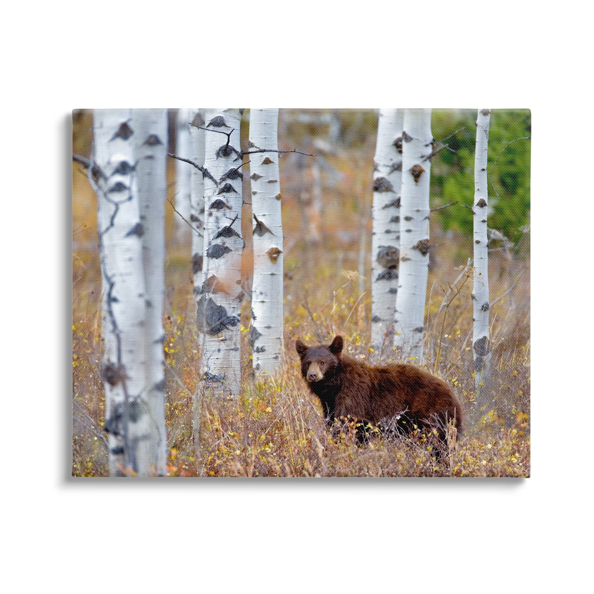 Stupell Industries Bear Cub Birch Tree Thicket Animals & Insects Photography Gallery Wrapped Canvas Print Wall Art