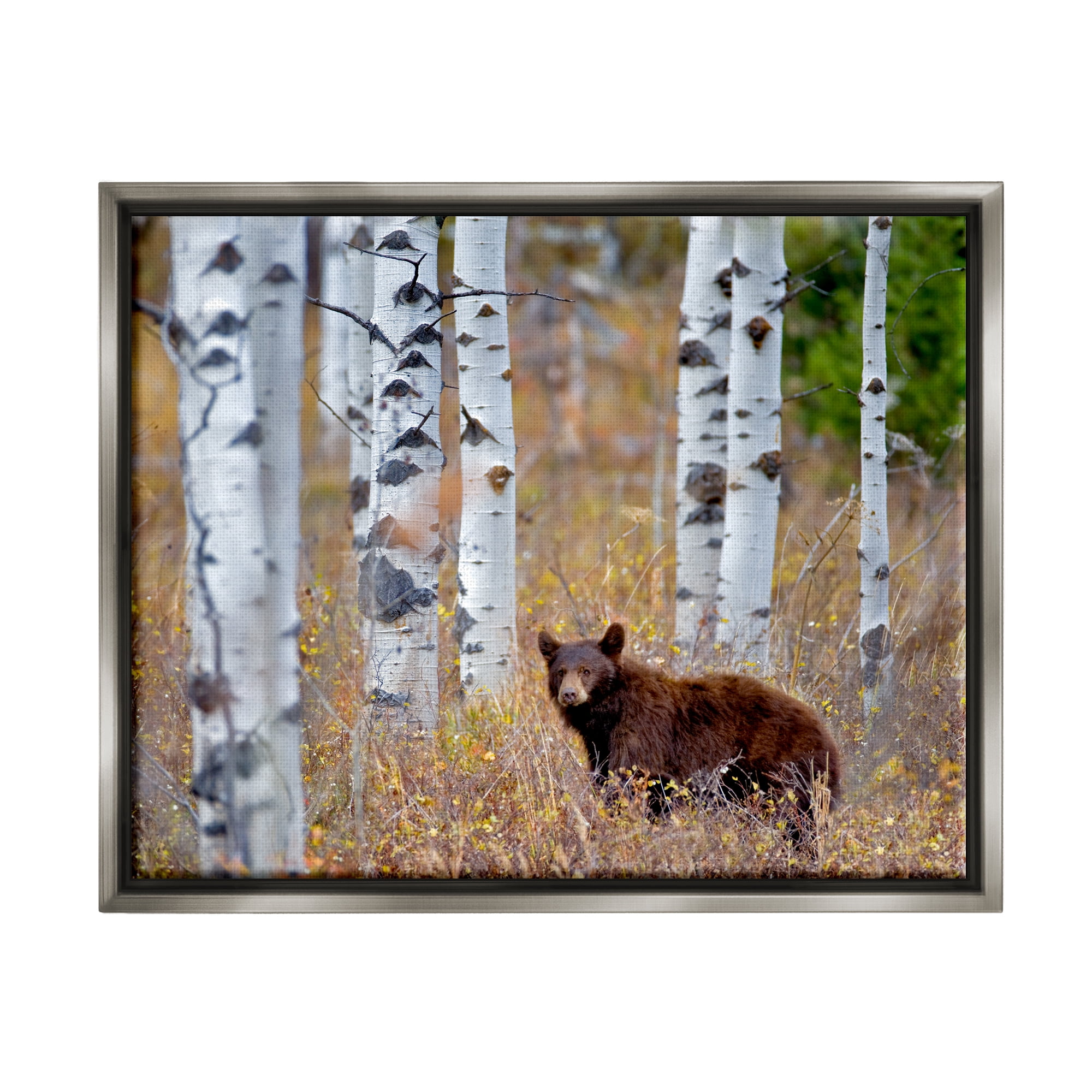 Stupell Industries Bear Cub Birch Tree Thicket Animals & Insects Photography Gray Floater Framed Art Print Wall Art
