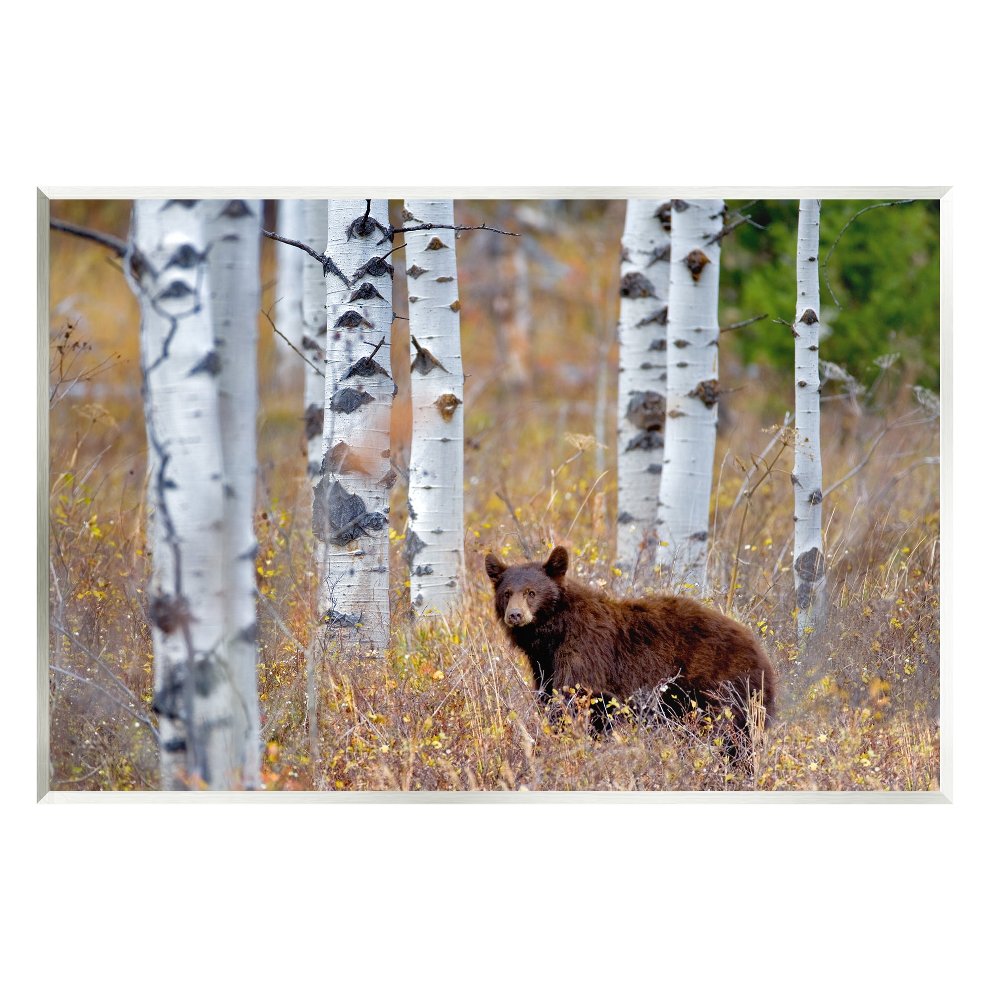 Stupell Industries Bear Cub Birch Tree Thicket Animals & Insects Photography Unframed Art Print Wall Art