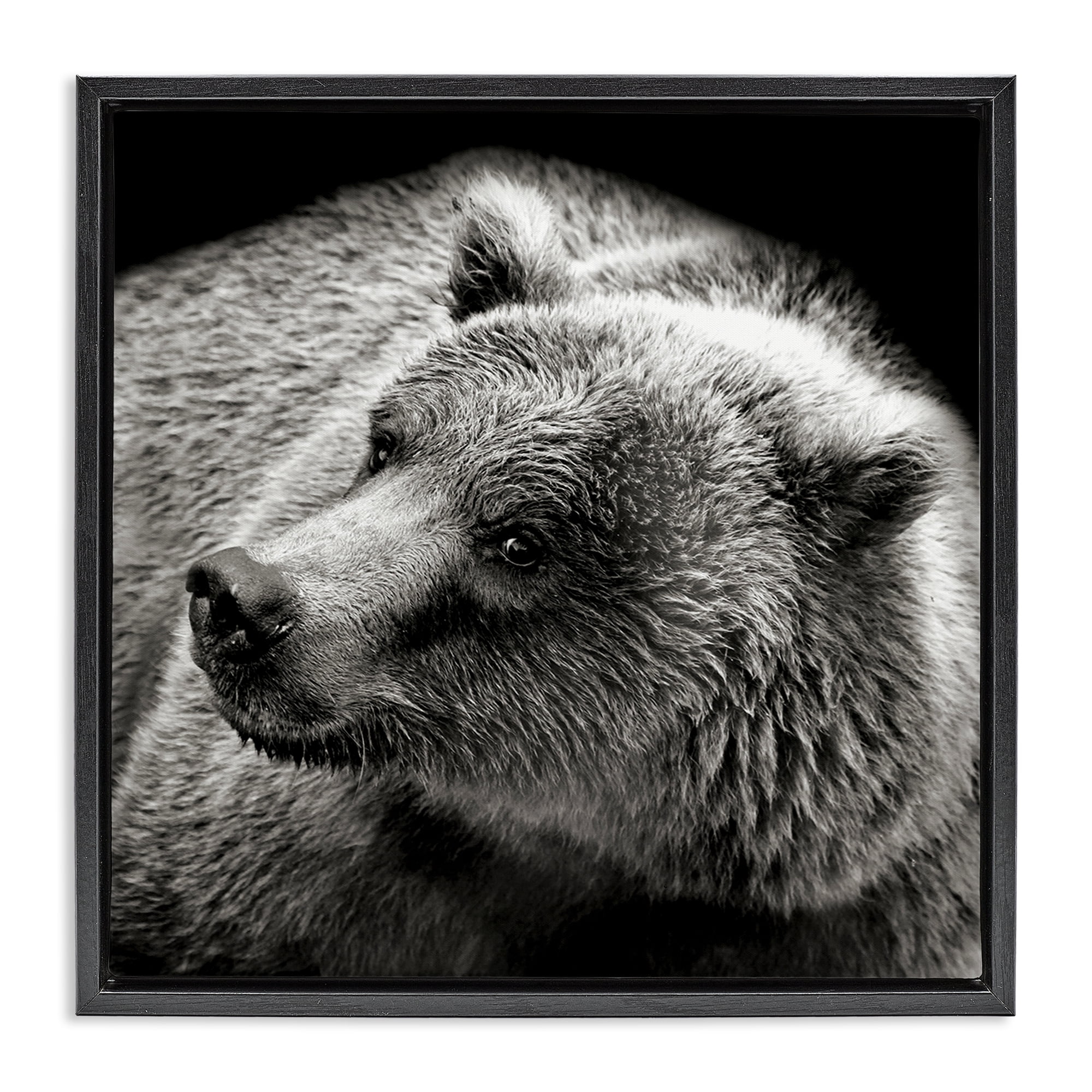 Stupell Industries Bear Looking Left Animals & Insects Photography Black Floater Framed Canvas Art Print Wall Art, 25 x 25