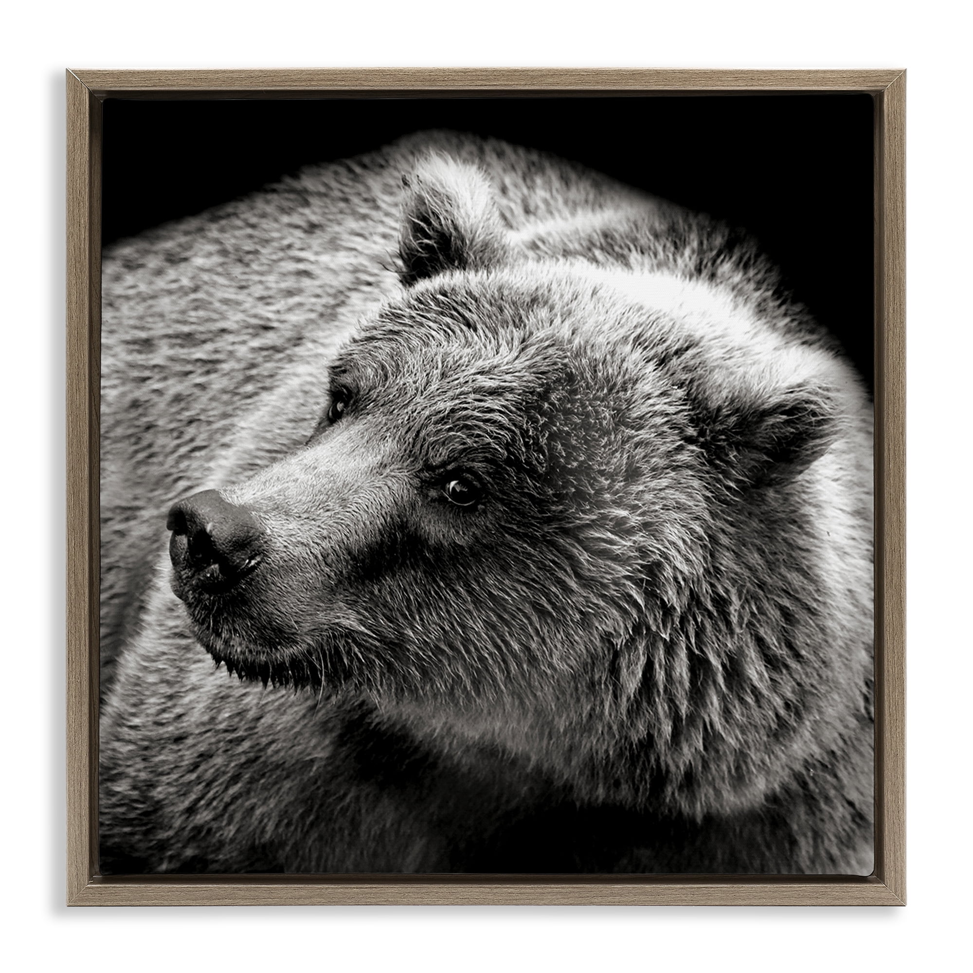 Stupell Industries Bear Looking Left Animals & Insects Photography Brown Floater Framed Canvas Art Print Wall Art, 25 x 25