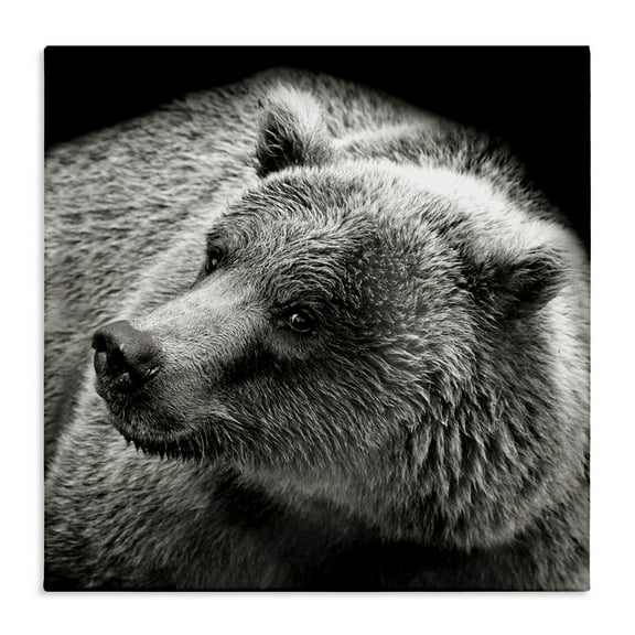 Stupell Industries Bear Looking Left Animals & Insects Photography Gallery Wrapped Canvas Art Print Wall Art, 17 x 17