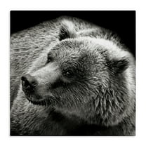 Stupell Industries Bear Looking Left Animals & Insects Photography Gallery Wrapped Canvas Art Print Wall Art, 17 x 17