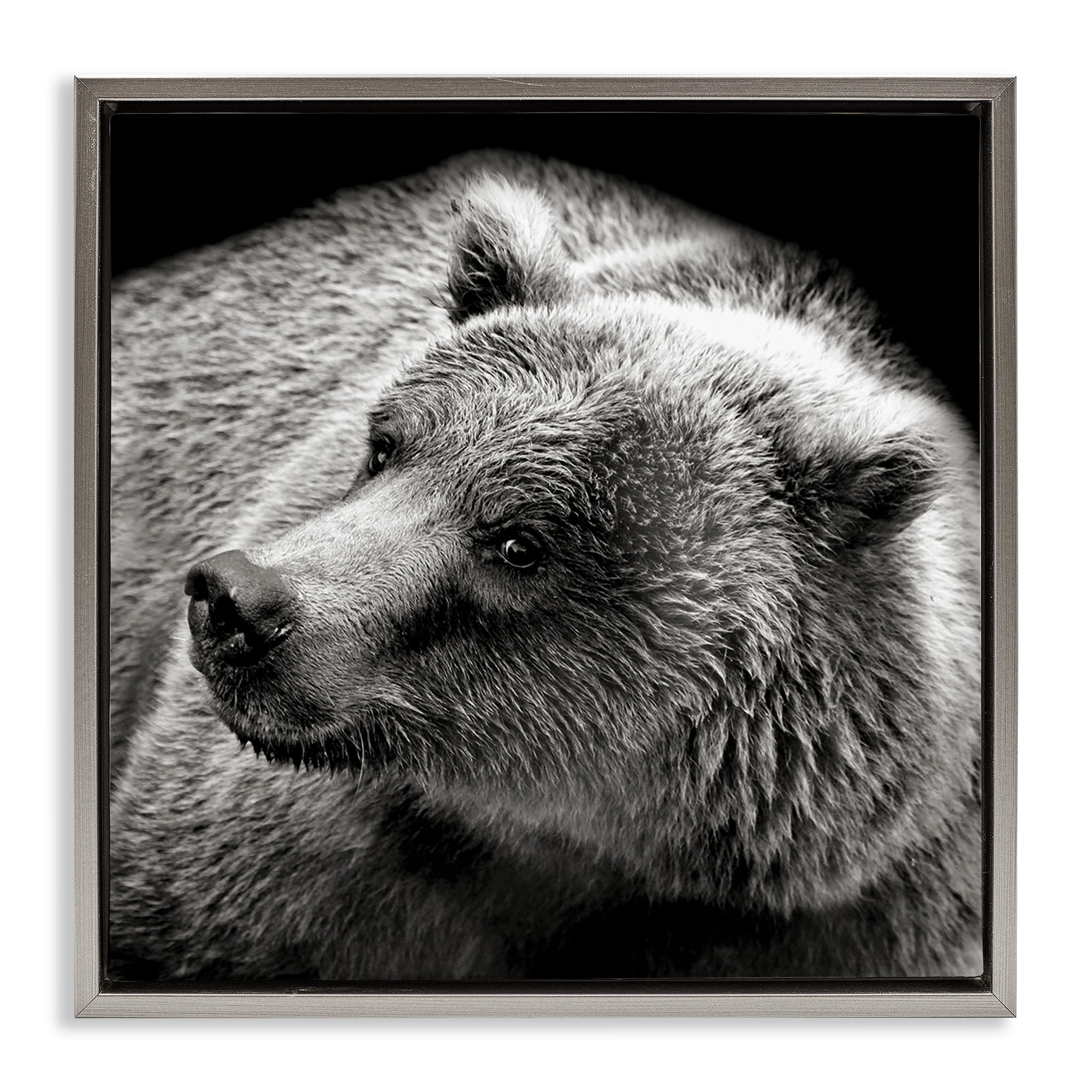 Stupell Industries Bear Looking Left Animals & Insects Photography Gray Floater Framed Canvas Art Print Wall Art, 18 x 18