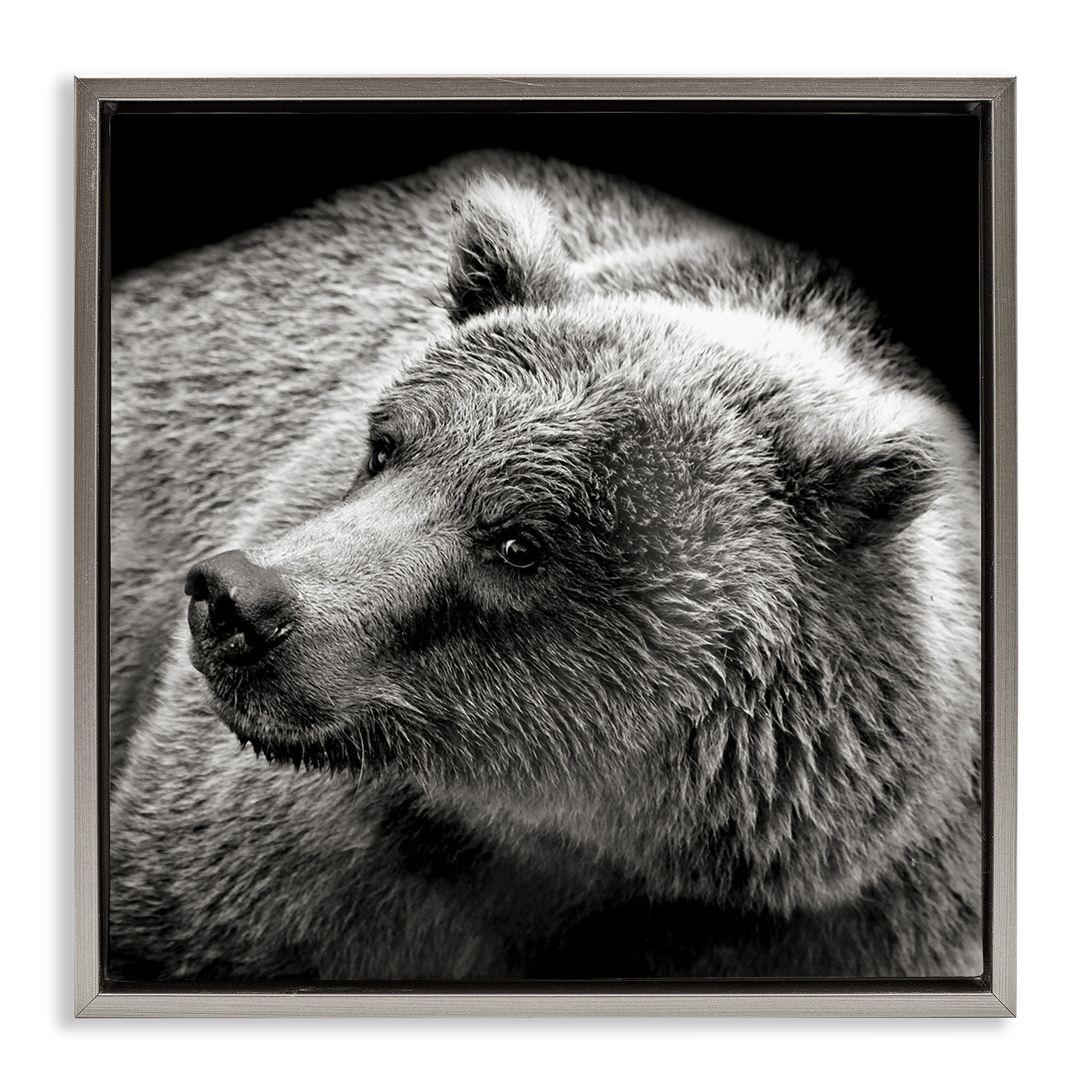 Stupell Industries Bear Looking Left Animals & Insects Photography Gray Floater Framed Canvas Art Print Wall Art, 25 x 25