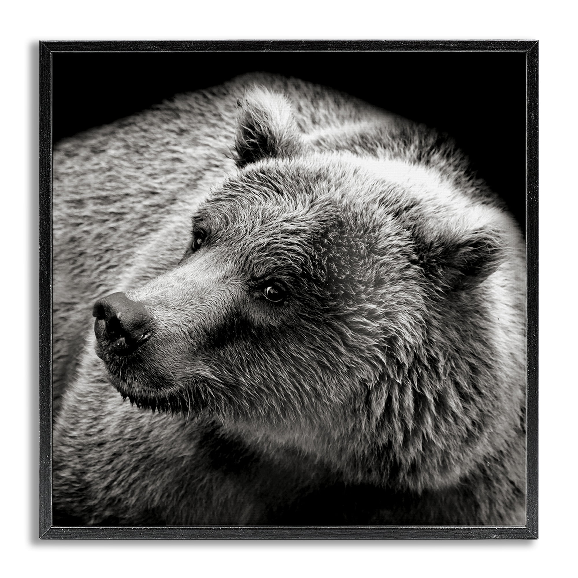 Stupell Industries Bear Looking Left Animals & Insects Photography Gray Framed Art Print Wall Art, 17 x 17