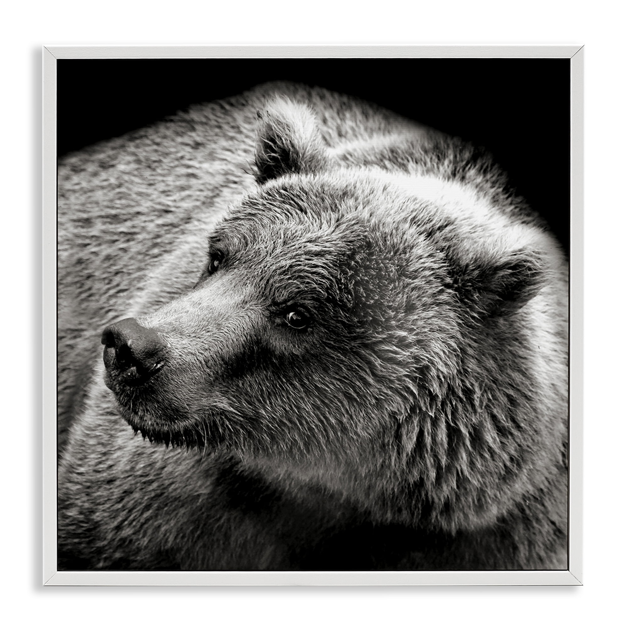 Stupell Industries Bear Looking Left Animals & Insects Photography White Framed Art Print Wall Art, 12 x 12