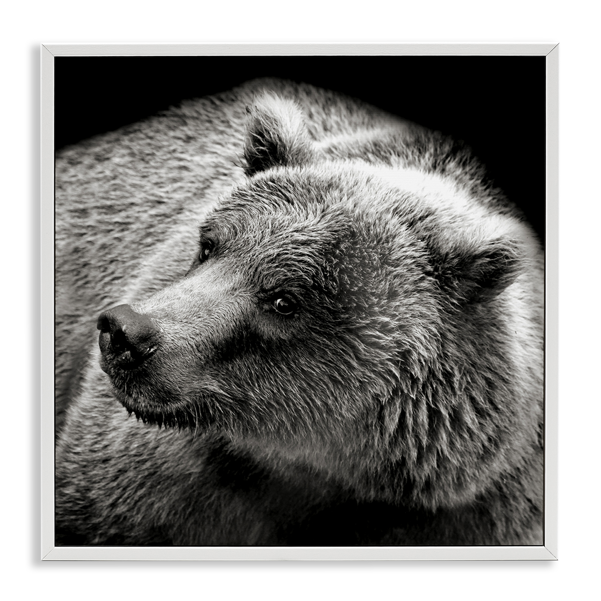 Stupell Industries Bear Looking Left Animals & Insects Photography White Framed Art Print Wall Art, 24 x 24