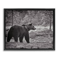 Stupell Industries Bear Stepping in Forest Animals & Insects Photography Black Floater Framed Canvas Art Print Wall Art, 21 x 17
