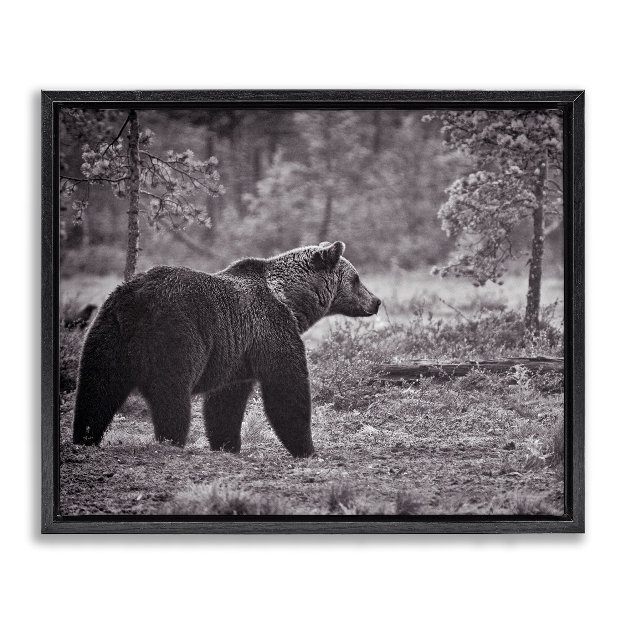 Stupell Industries Bear Stepping in Forest Animals & Insects Photography Black Floater Framed Canvas Art Print Wall Art, 31 x 25