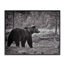 Stupell Industries Bear Stepping in Forest Animals & Insects Photography Black Framed Art Print Wall Art, 14 x 11