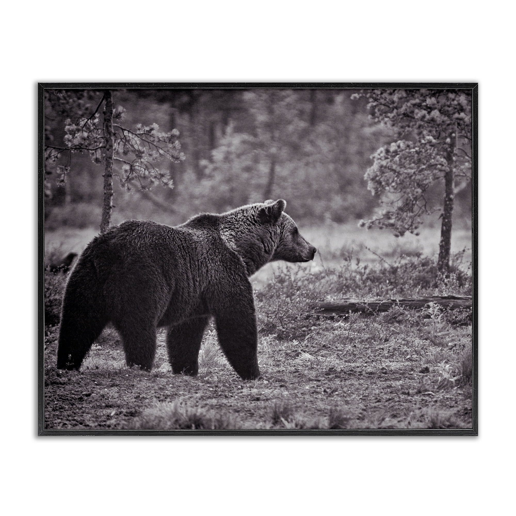 Stupell Industries Bear Stepping in Forest Animals & Insects Photography Black Framed Art Print Wall Art, 20 x 16