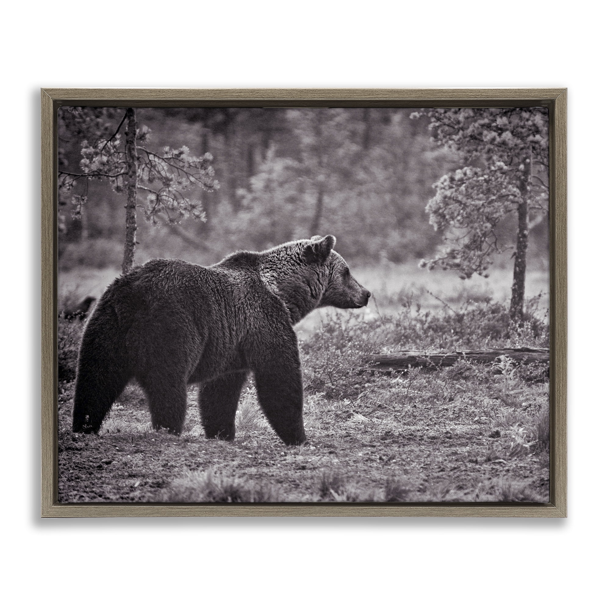 Stupell Industries Bear Stepping in Forest Animals & Insects Photography Brown Floater Framed Canvas Art Print Wall Art, 21 x 17