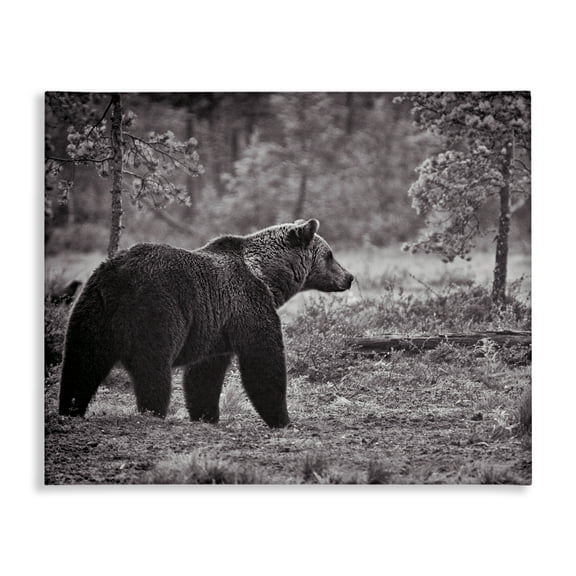 Stupell Industries Bear Stepping in Forest Animals & Insects Photography Gallery Wrapped Canvas Art Print Wall Art, 20 x 16