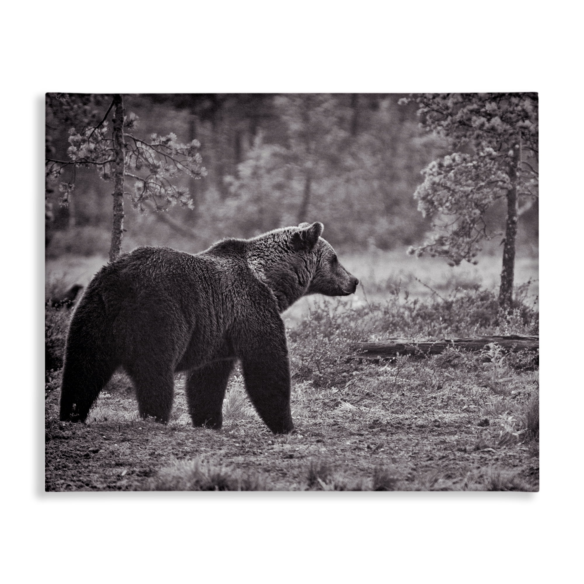 Stupell Industries Bear Stepping in Forest Animals & Insects Photography Gallery Wrapped Canvas Art Print Wall Art, 40 x 30