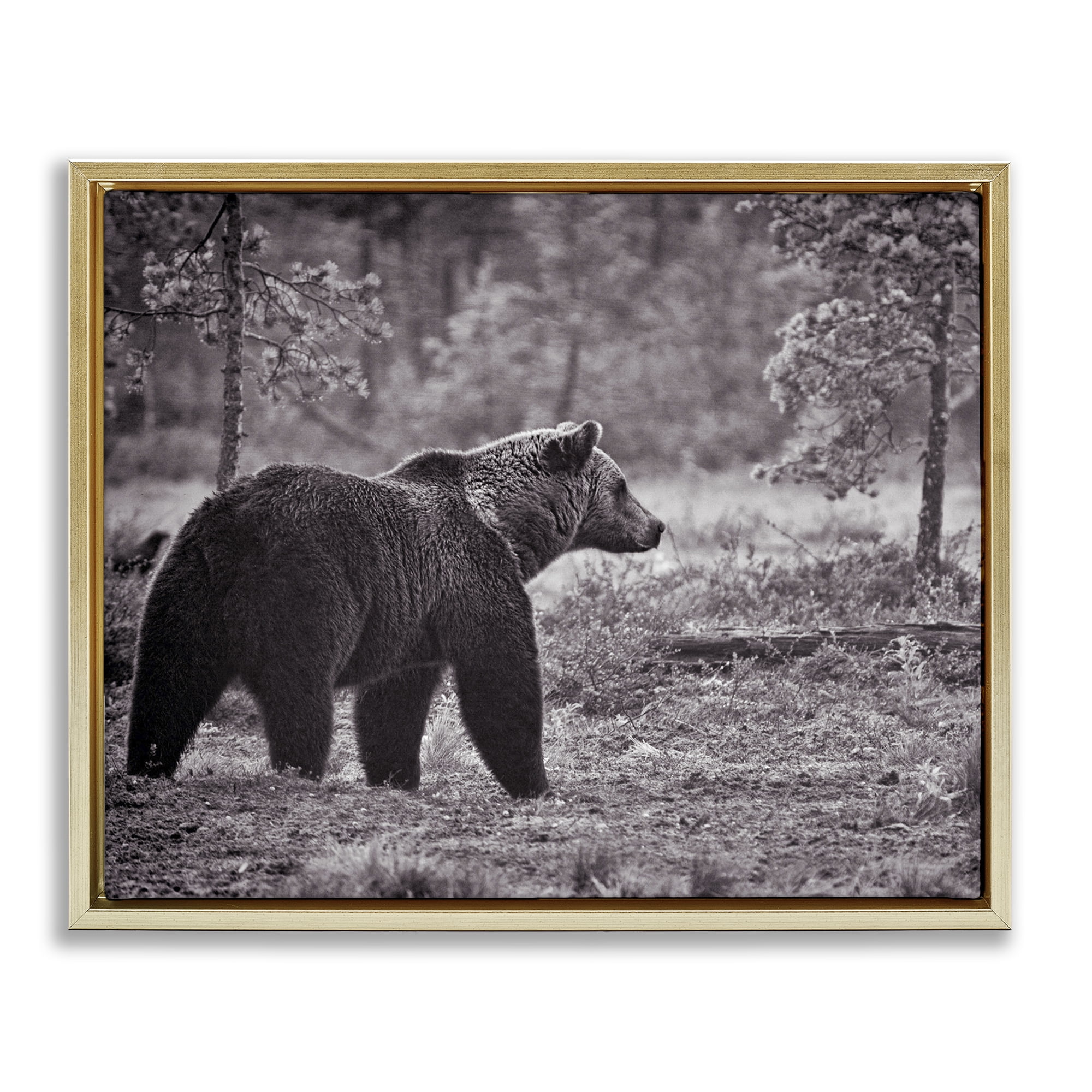 Stupell Industries Bear Stepping in Forest Animals & Insects Photography Gold Floater Framed Canvas Art Print Wall Art, 31 x 25