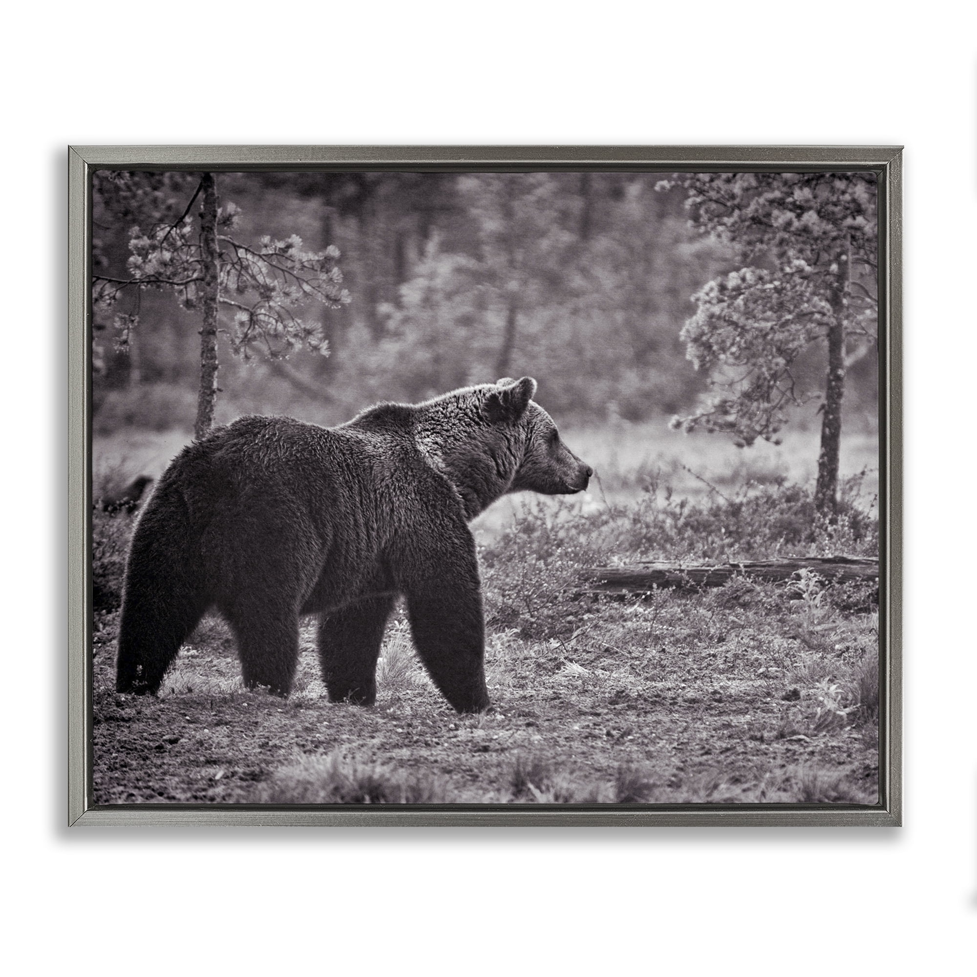 Stupell Industries Bear Stepping in Forest Animals & Insects Photography Gray Floater Framed Canvas Art Print Wall Art, 21 x 17