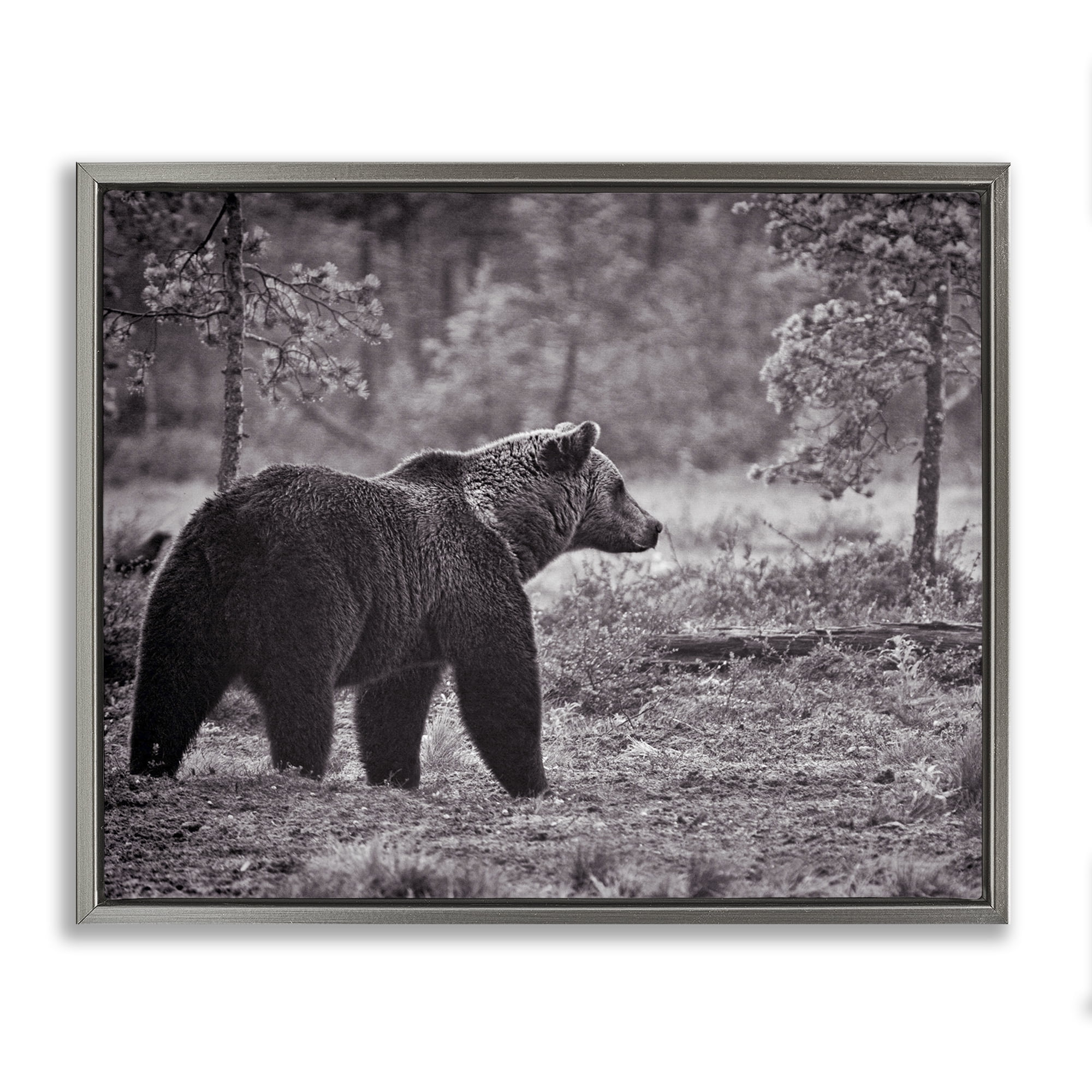Stupell Industries Bear Stepping in Forest Animals & Insects Photography Gray Floater Framed Canvas Art Print Wall Art, 31 x 25