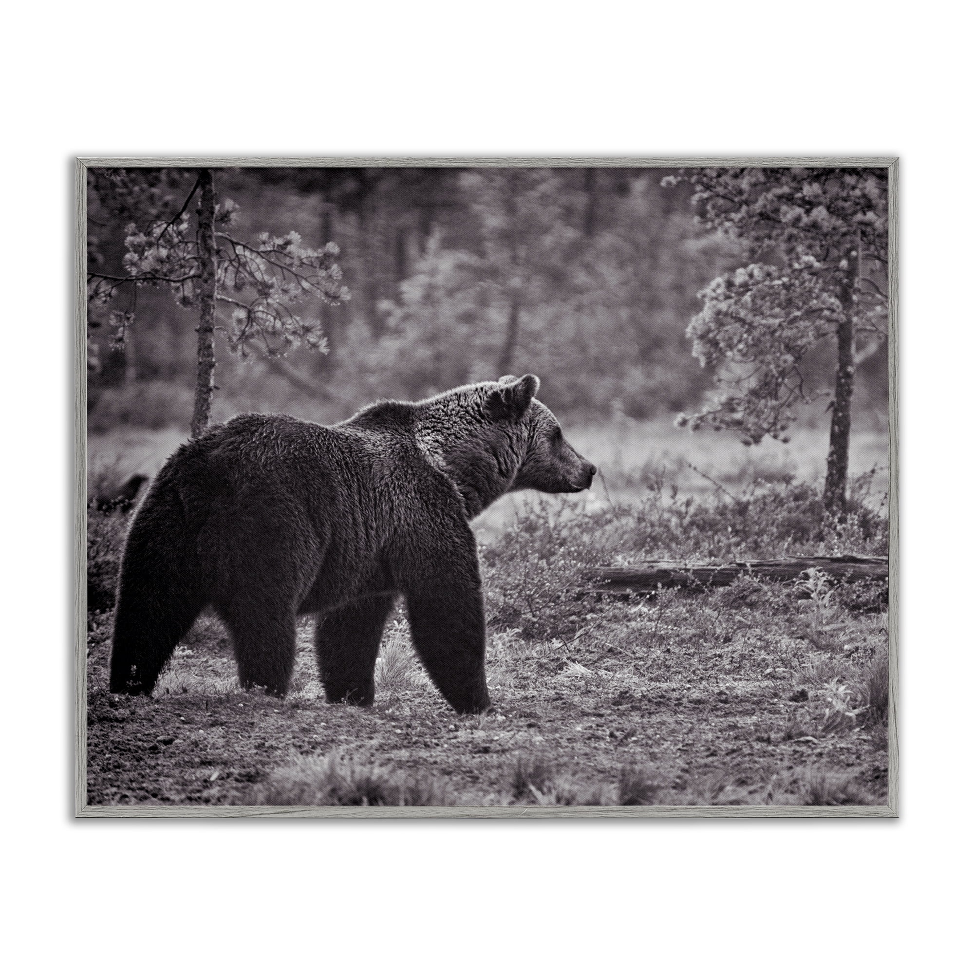 Stupell Industries Bear Stepping in Forest Animals & Insects Photography Gray Framed Art Print Wall Art, 14 x 11