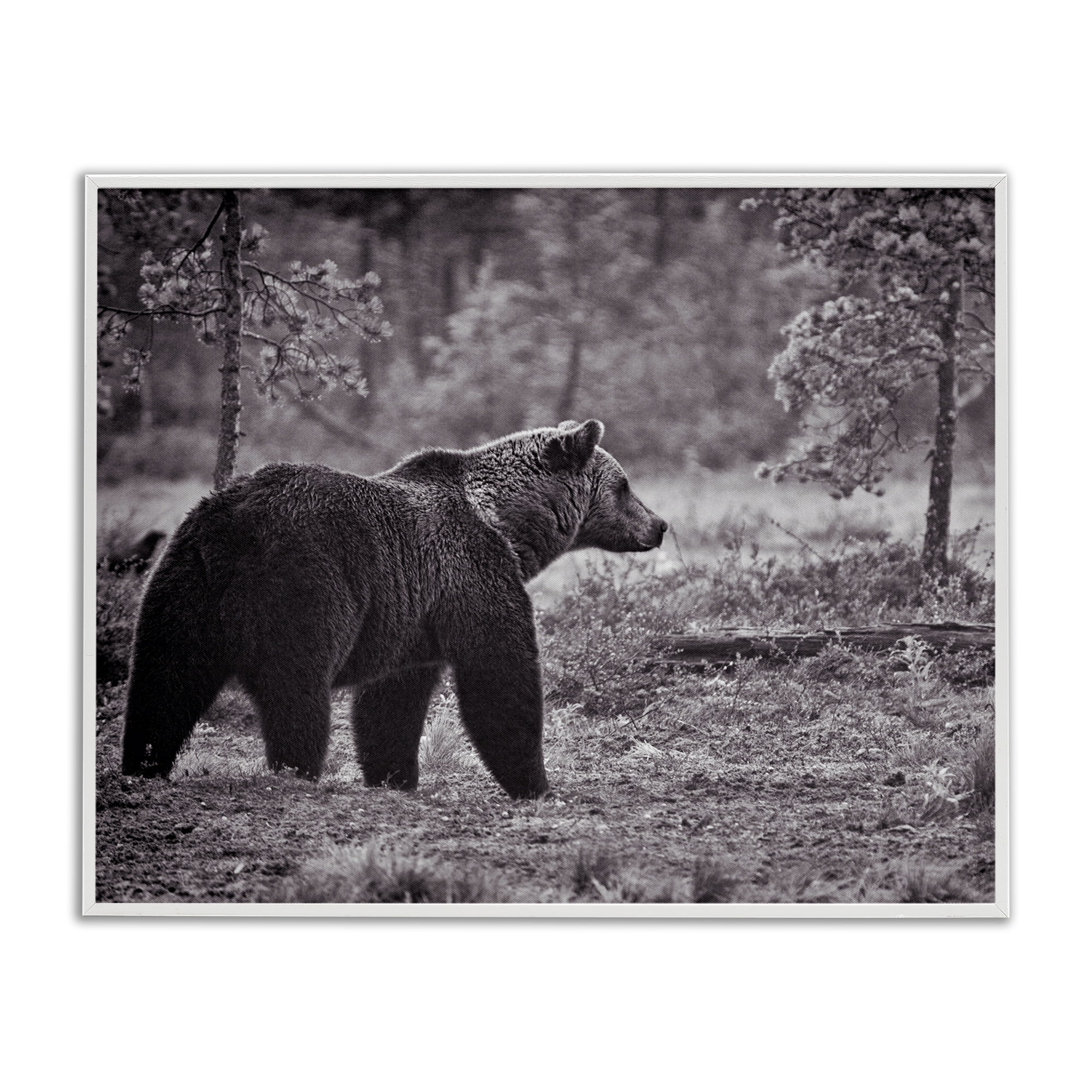 Stupell Industries Bear Stepping in Forest Animals & Insects Photography White Framed Art Print Wall Art, 14 x 11