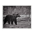 thumbnail image 1 of Stupell Industries Bear Stepping in Forest Animals & Insects Photography White Framed Art Print Wall Art, 30 x 24, 1 of 10