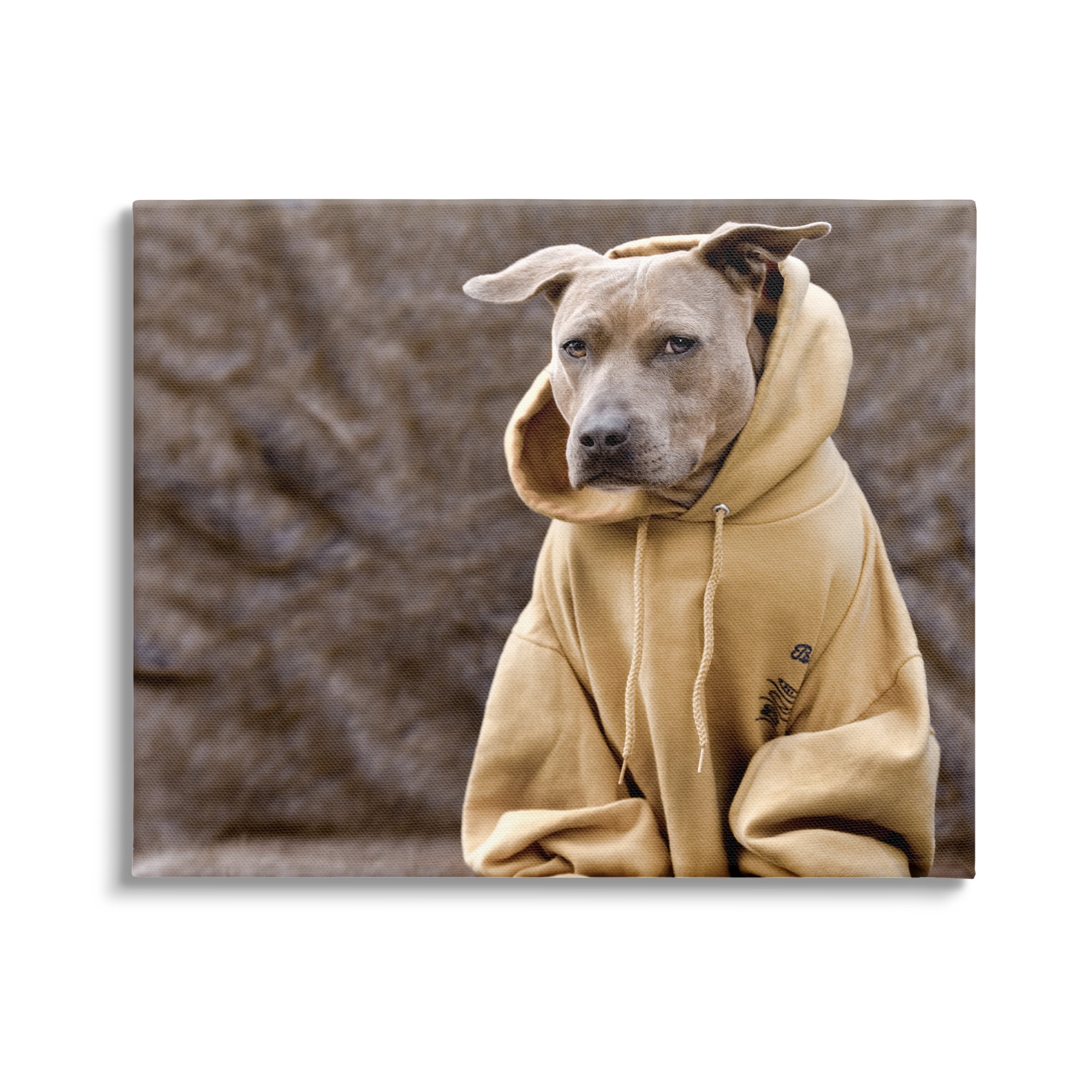Stupell Industries Beautiful Dog Wearing Cozy Yellow Hoodie Photography Photograph Gallery Wrapped Canvas Print Wall Art, Design by Michael Brian