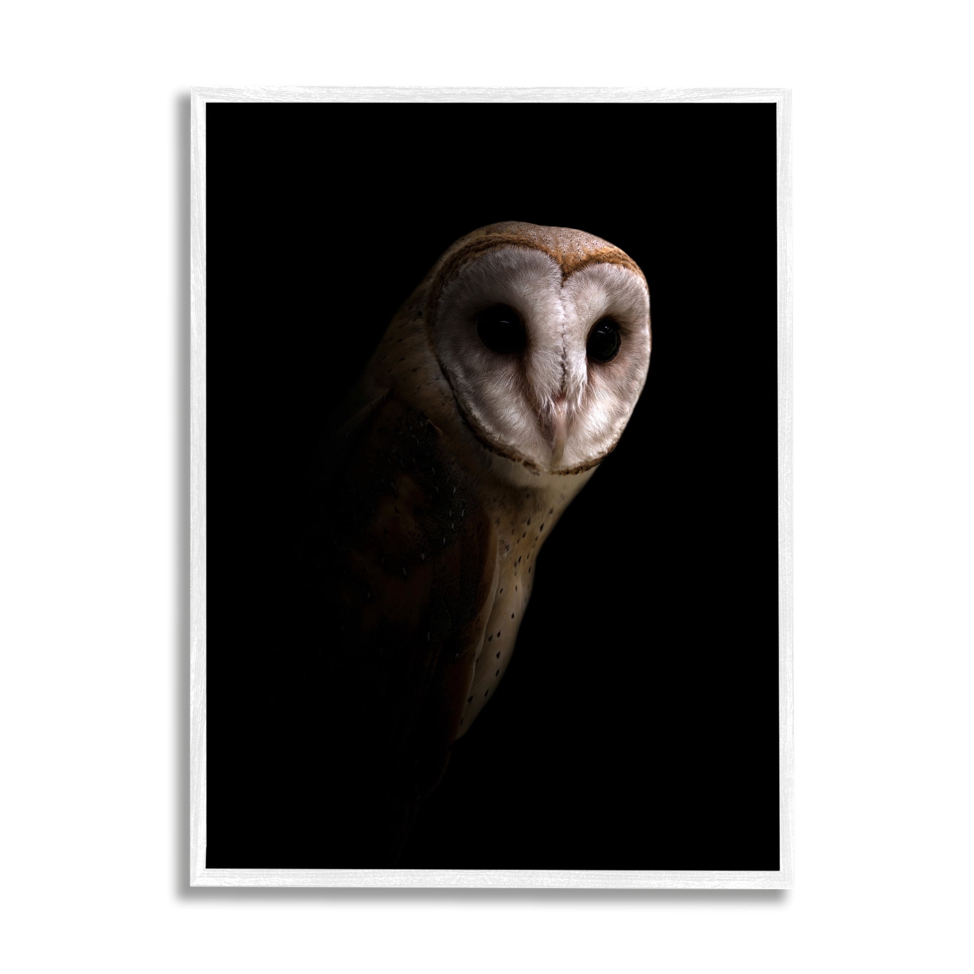Stupell Industries Beautiful Intense Barn Owl Black Shadow Photography Portrait , 11 x 14, Design by Incado
