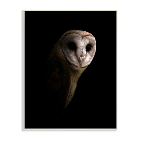 Stupell Industries Beautiful Intense Barn Owl Black Shadow Photography Portrait , 13 x 19, Design by Incado