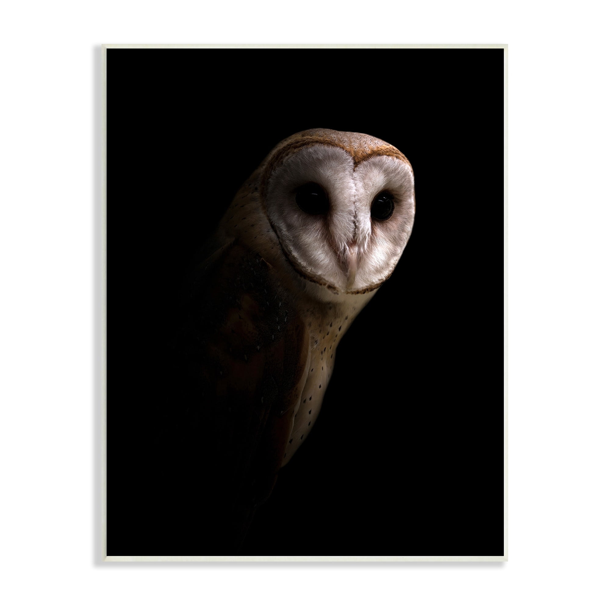 Stupell Industries Beautiful Intense Barn Owl Black Shadow Photography Portrait Unframed Art Print Wall Art, 10x15, by Incado
